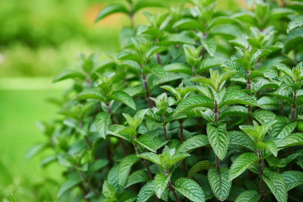 spearmint