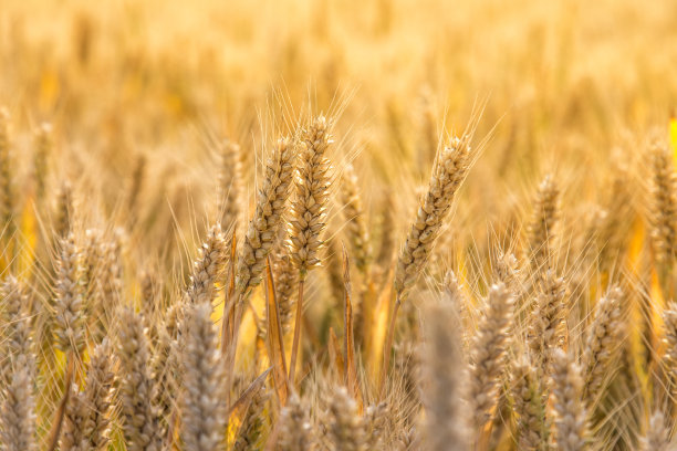 triticum