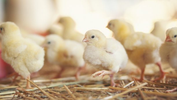 chick