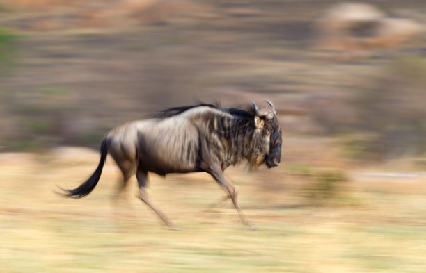 wildebeest