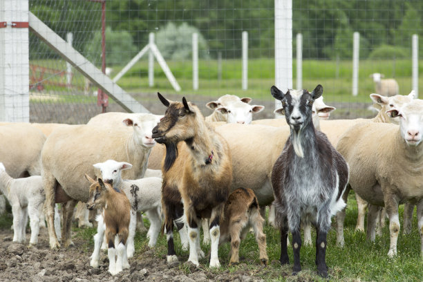 sheep