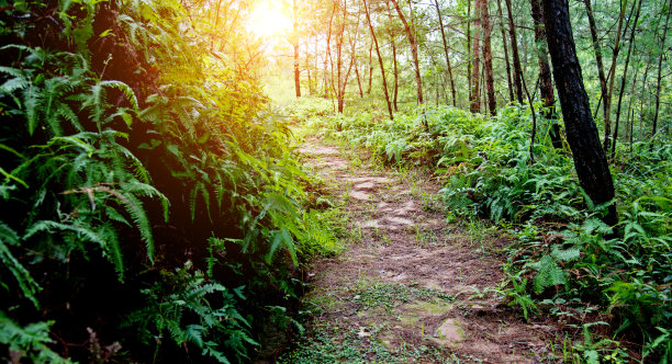 山林小路