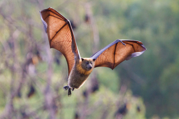 bat