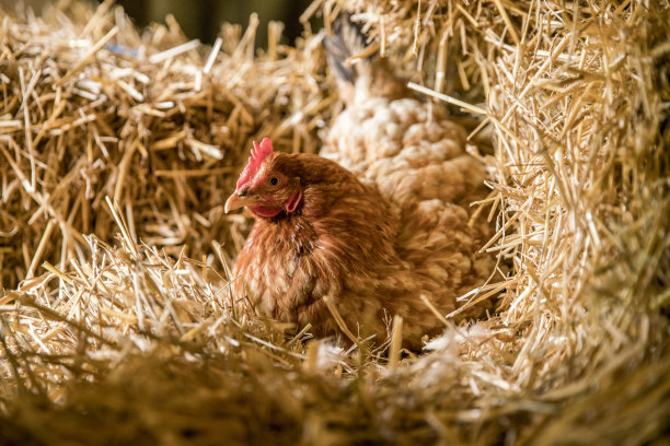 hen
