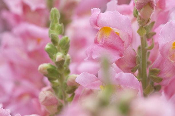snapdragon