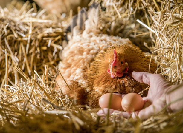 hen