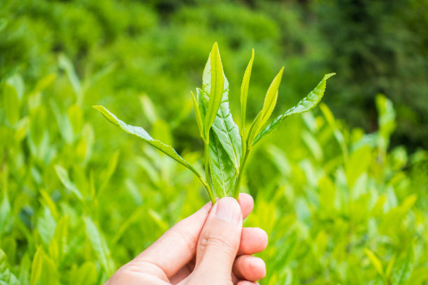 采摘茶叶