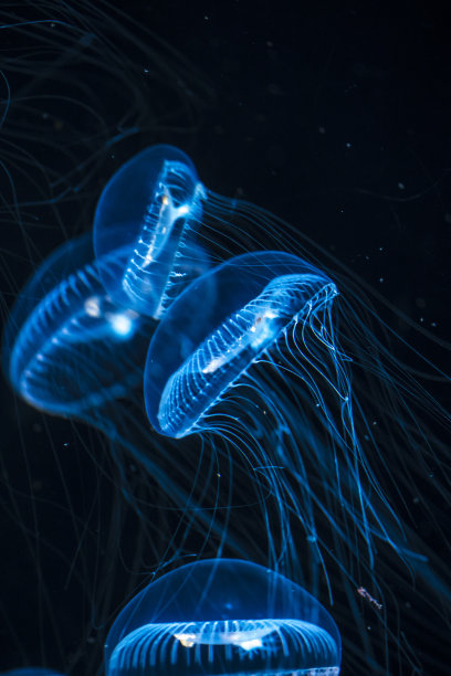 jellyfish