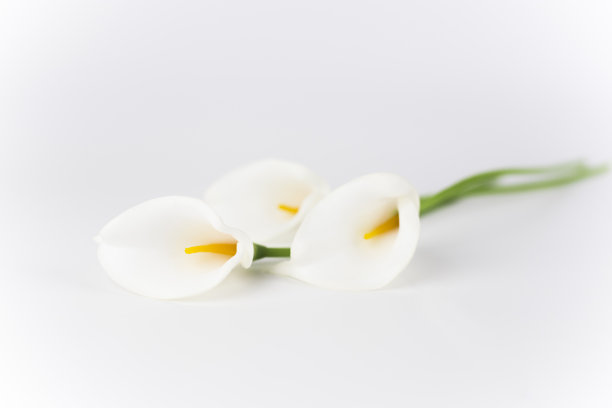 araceae