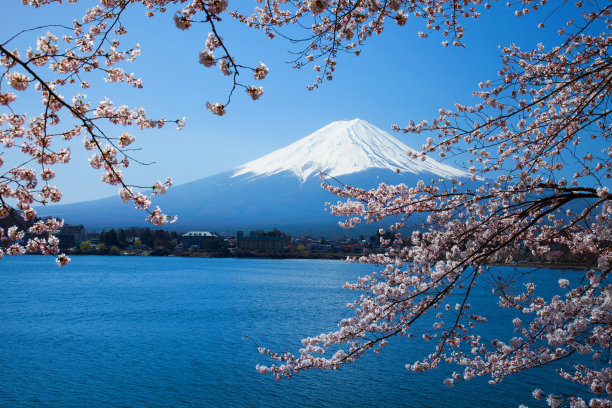 富士山樱花