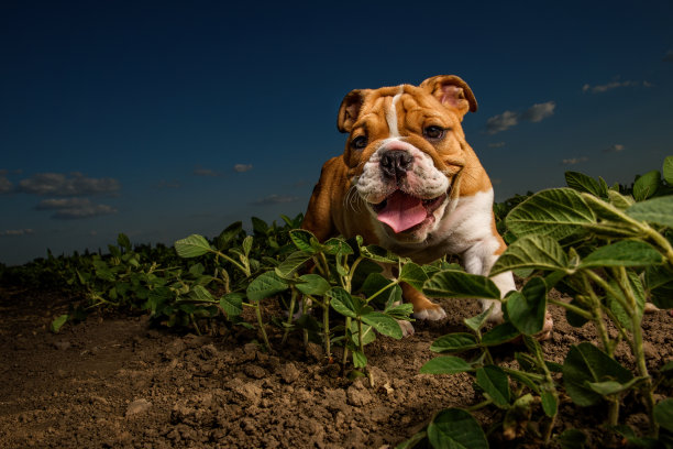 good