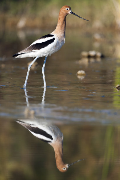 avocet