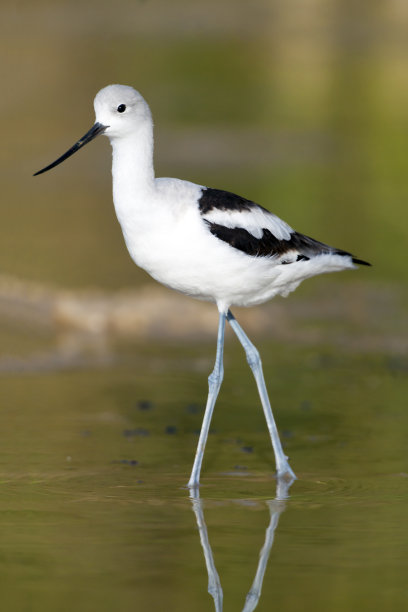 avocet