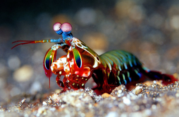 海洋 虾 鱼 生物