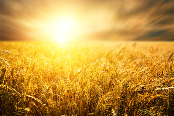 harvest