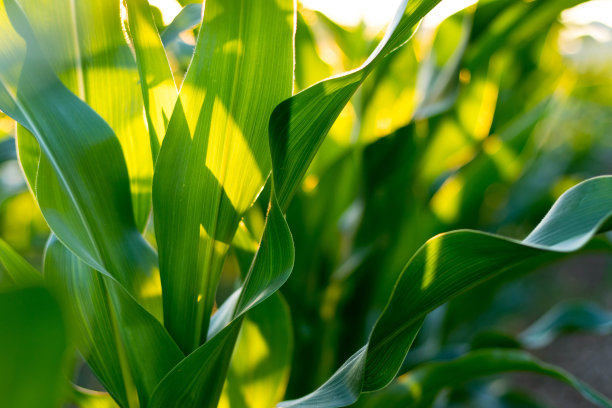 cob