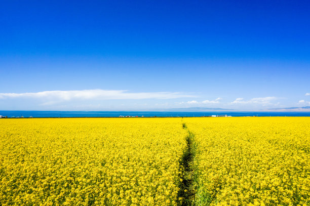 青海油菜花