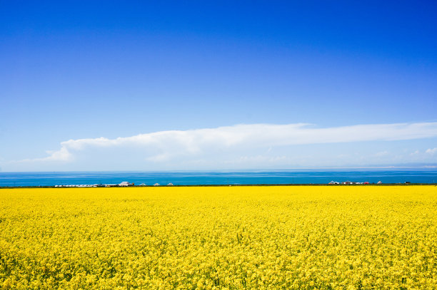 青海油菜花