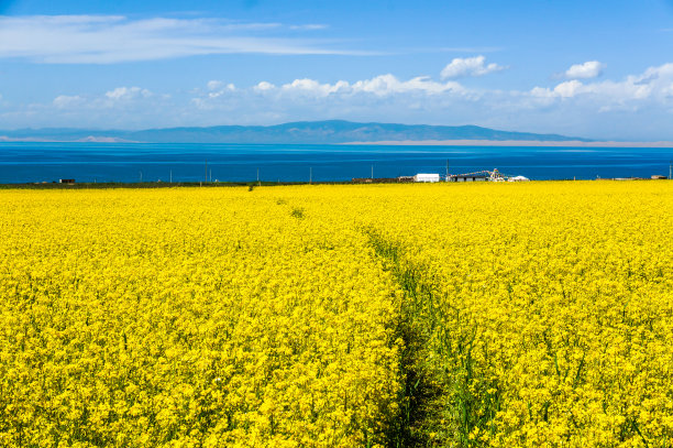 青海湖油菜花