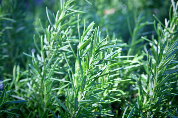 rosemary