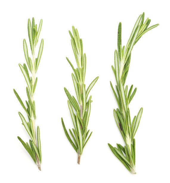 rosemary