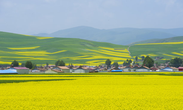 油菜花和麦地