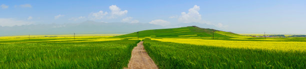 油菜花和麦地