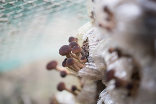 蘑菇的结构