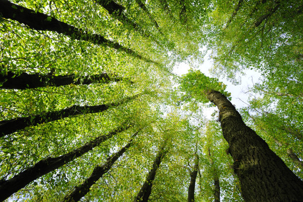 tree
