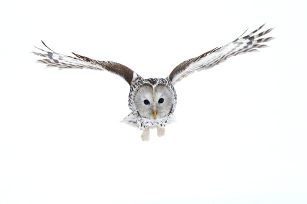 strix