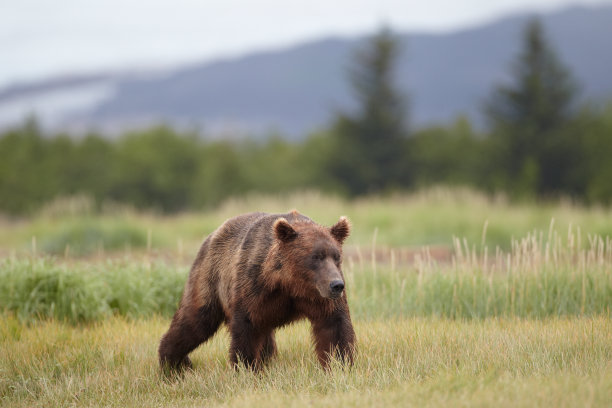 ursus