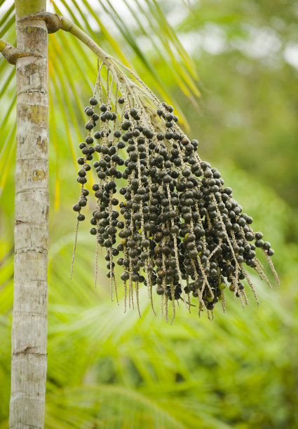 acai