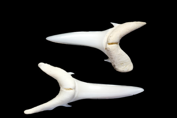 白尖鲨