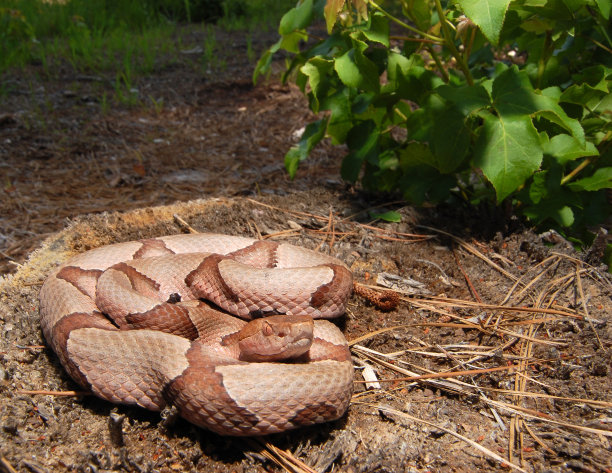 copperhead
