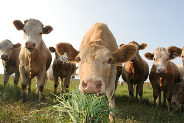 cattle