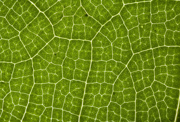 cells