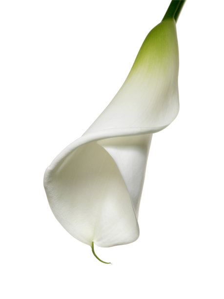 zantedeschia