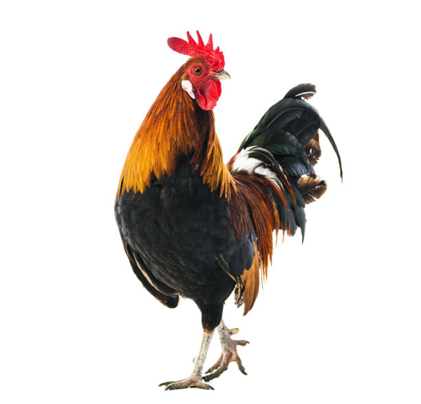 cock