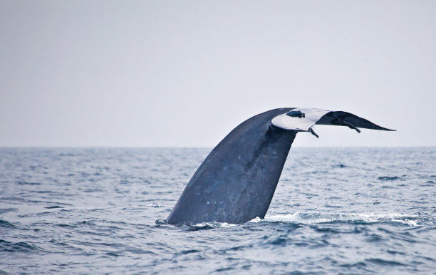 （鲸）用尾叶拍打水面
