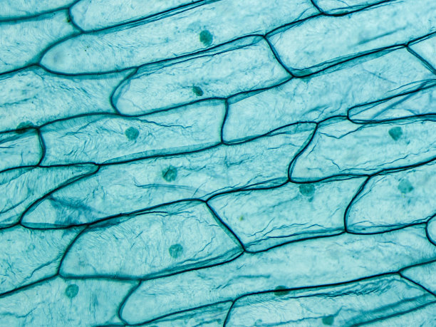 cells