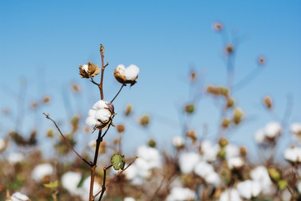 cotton