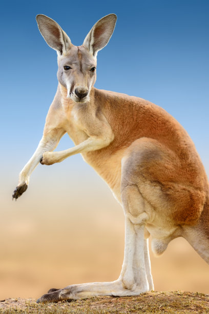 kangaroo