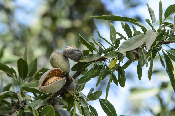 almonds