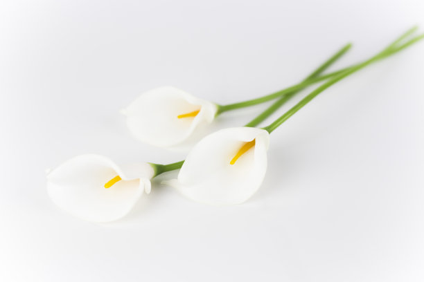 zantedeschia