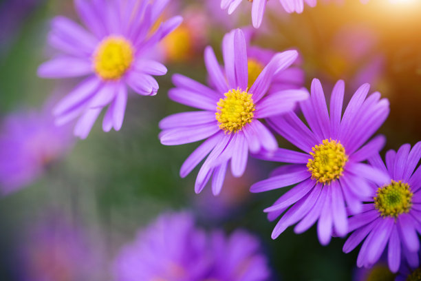 camomiles