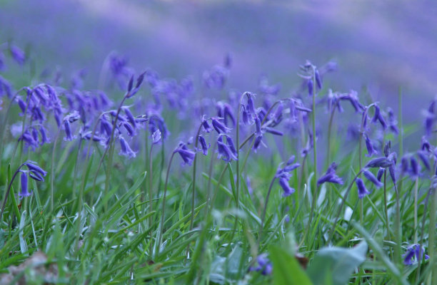hyacinthoides