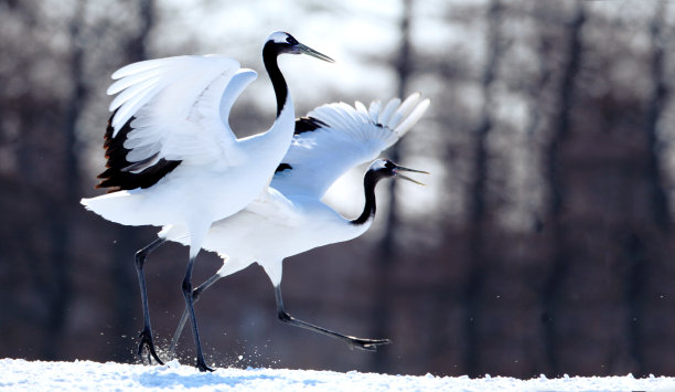 白雪与鸟