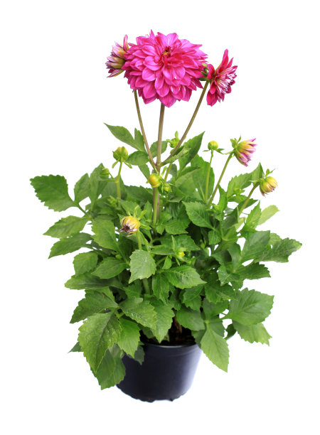 dahlia