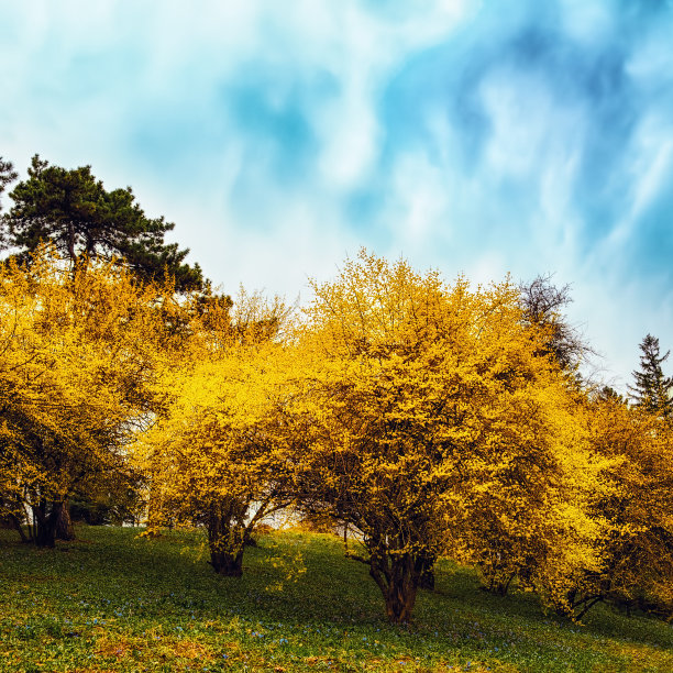 forsythia