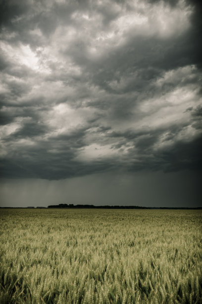 风雨后的麦地